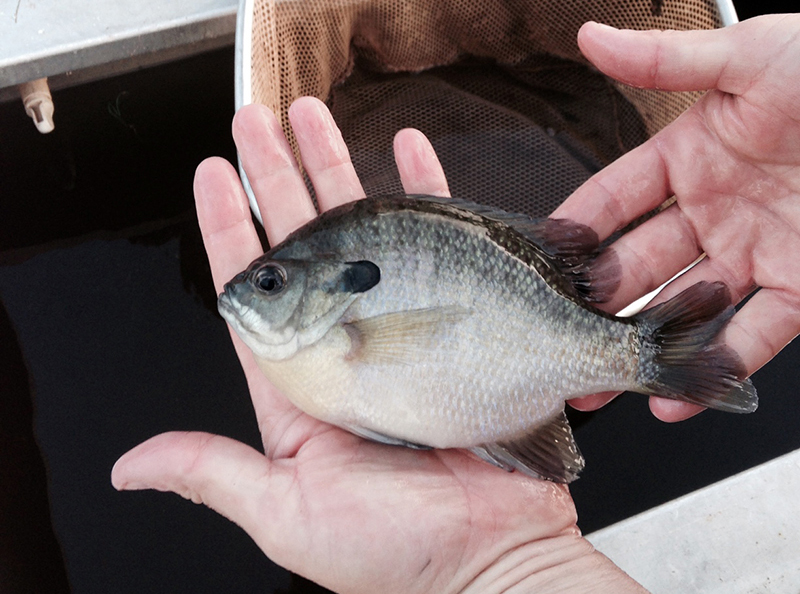 Bluegill