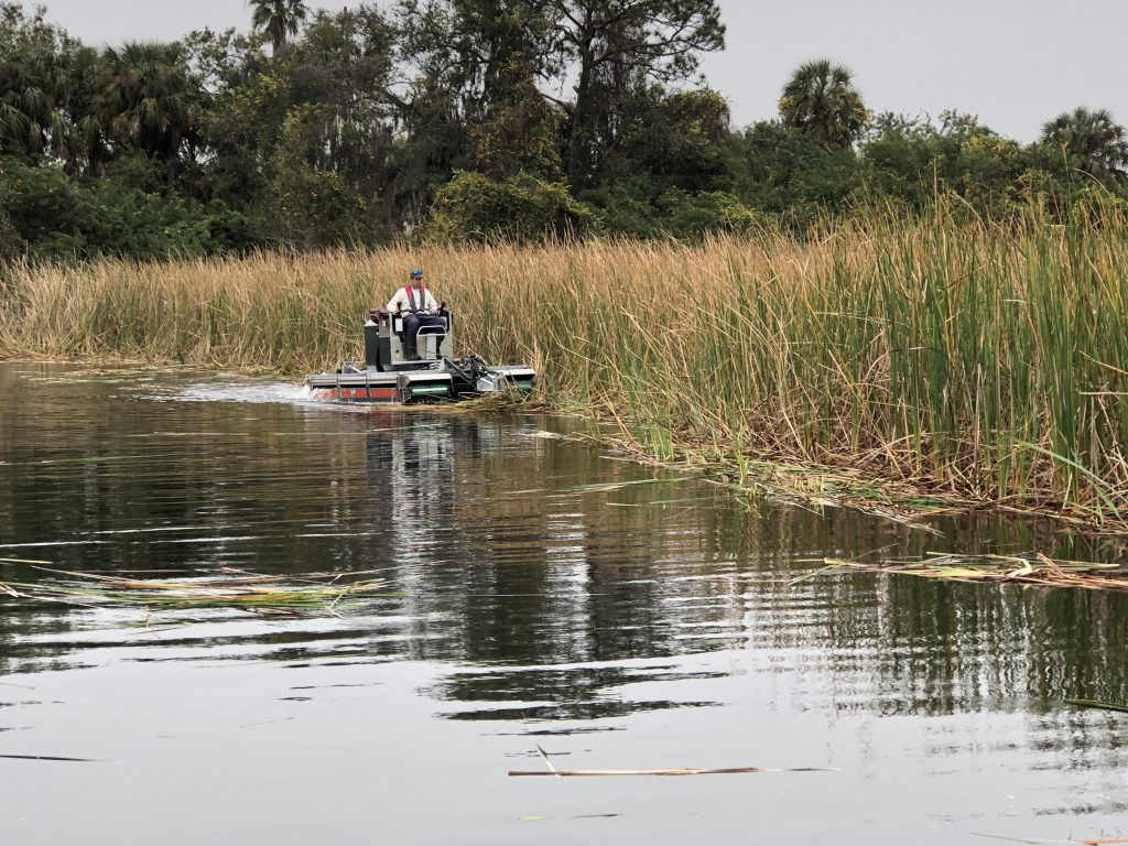 Physical Removal of phragmites infestitation