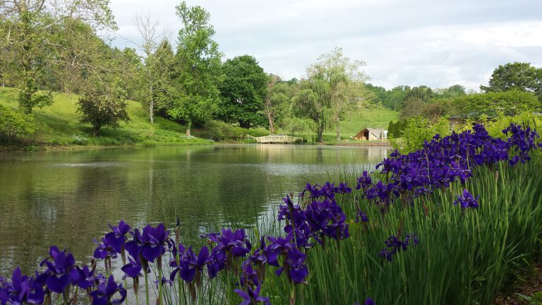 Spring Scenic Pond & flowers_Boars Head_CVille_VA_05.15_AaronC- north carolina charlotte areas gmb