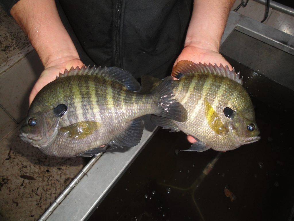 The inland, late spring trifecta of bluegill, bass and catfish are going  around Chicago as is the mid-June mix of lake trout, coho and the Illinois  perch opener on Lake Michigan for