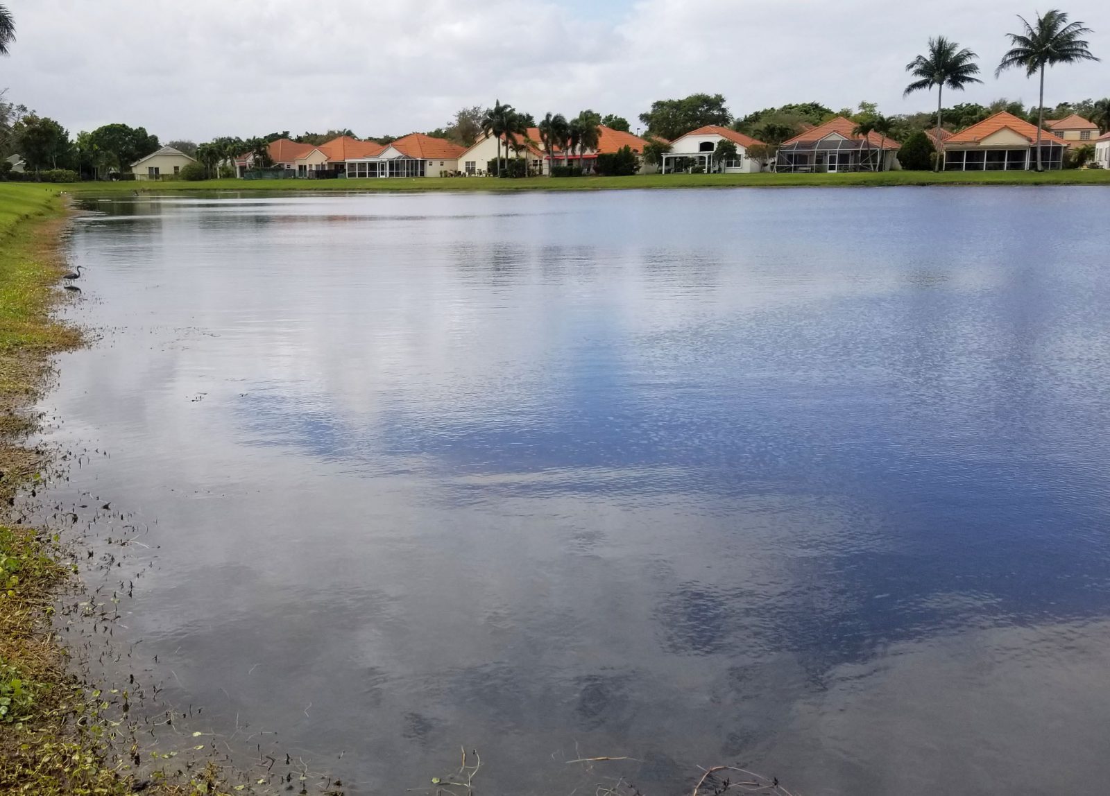 Florida Pond Algae AFTER