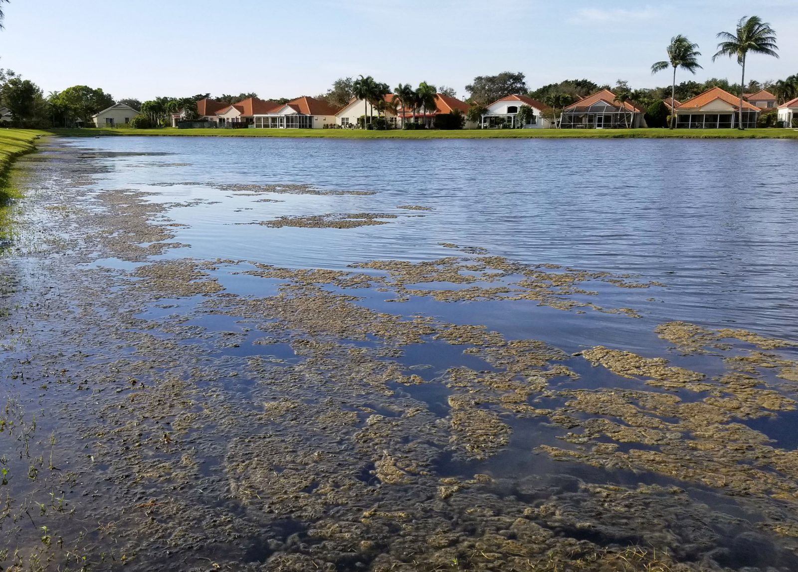 Florida Pond Algae BEFORE