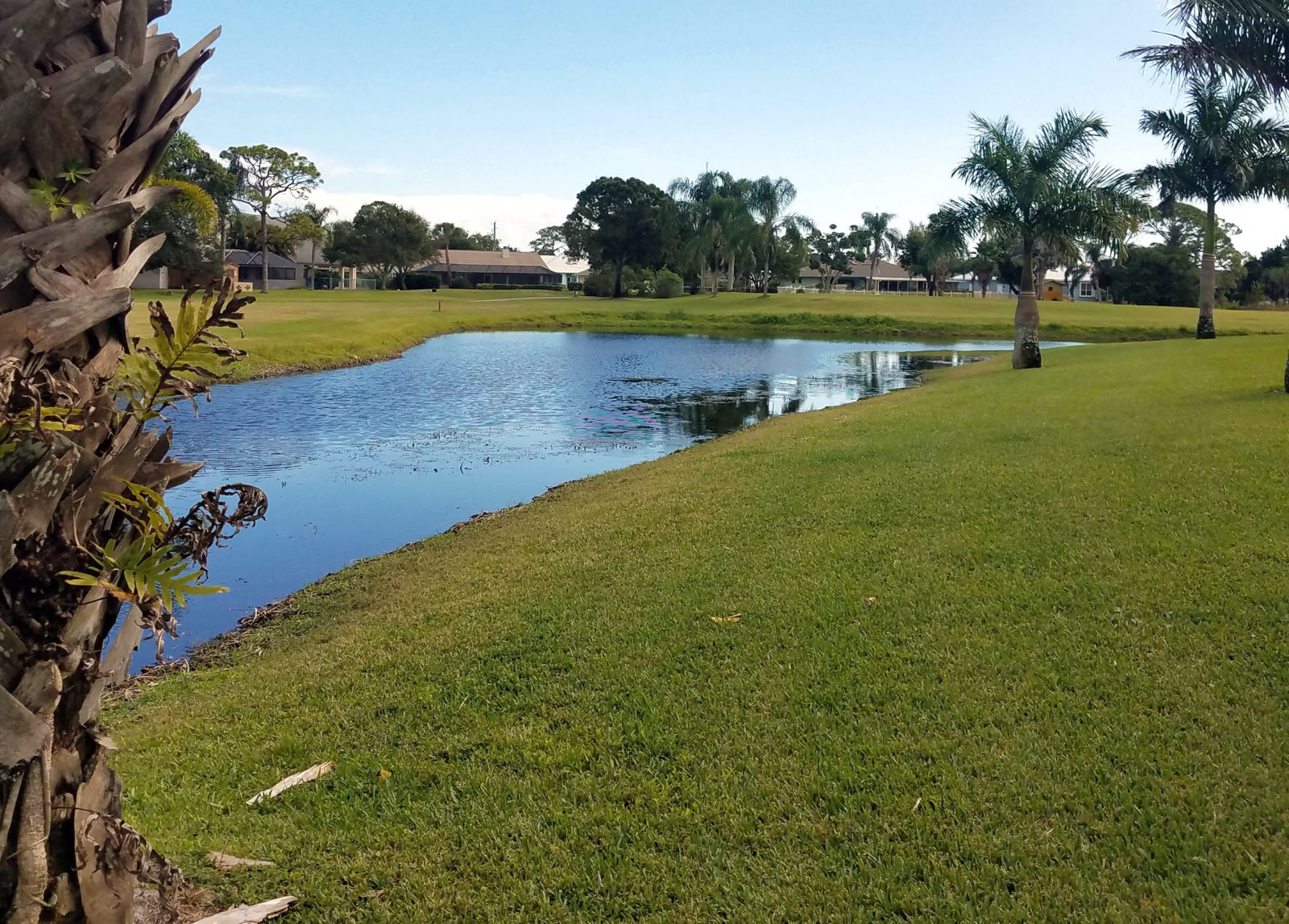 Florida Water Hyacinth AFTER