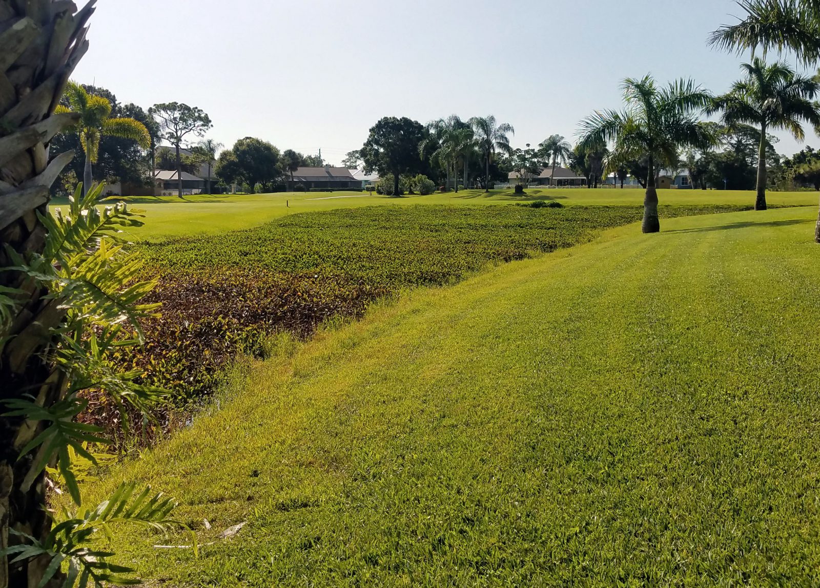 Florida Water Hyacinth BEFORE
