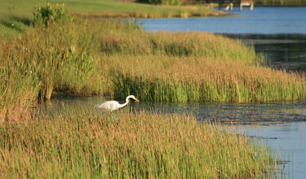 Lake and Wetland Littoral Zone