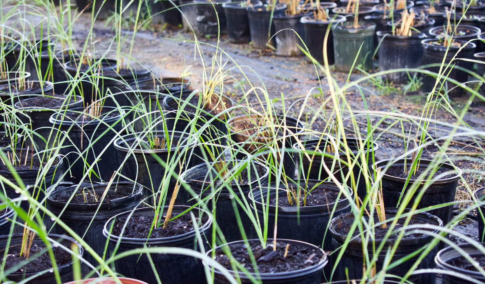 Lake and Wetland Plant Nursery