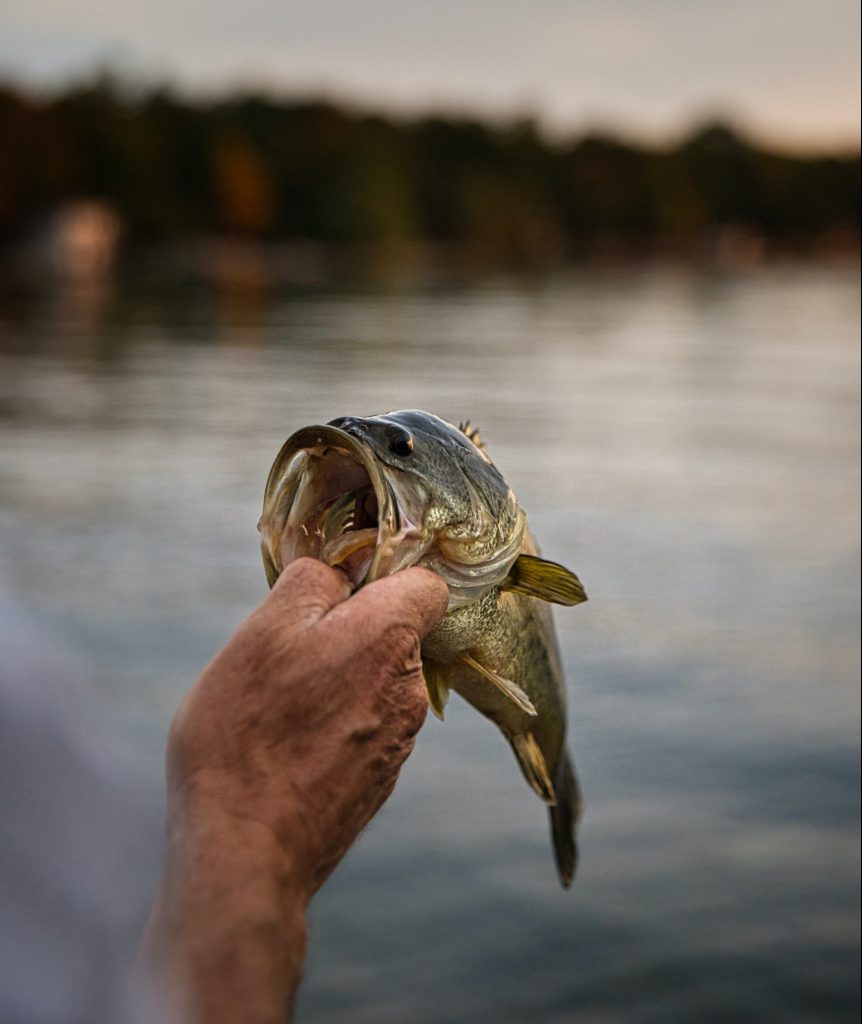 small largemouth bass 2 fisheries management