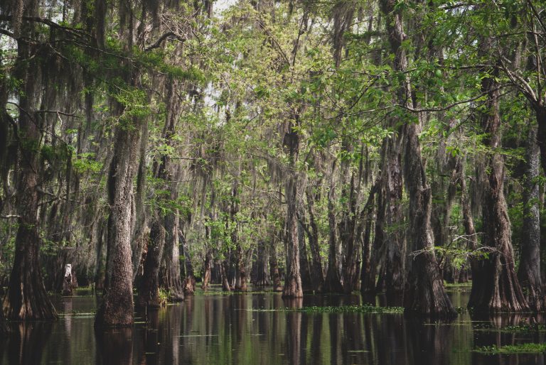 swamp wetland and upland management algae and aquatic weed control invasive species mosquito breeding ground marsh south region florida region - 1