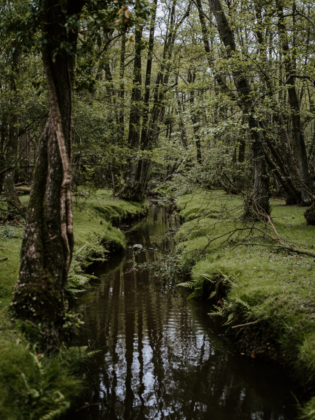 swamp wetland and upland management algae and aquatic weed control invasive species mosquito breeding ground marsh south region florida region - 2