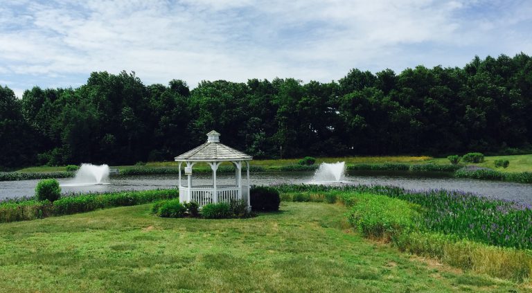 2 Otterbine Fountains_ pickerelweed_Meadows at Old Landing Pond prevent shoreline erosion - new york - vegetative buffer