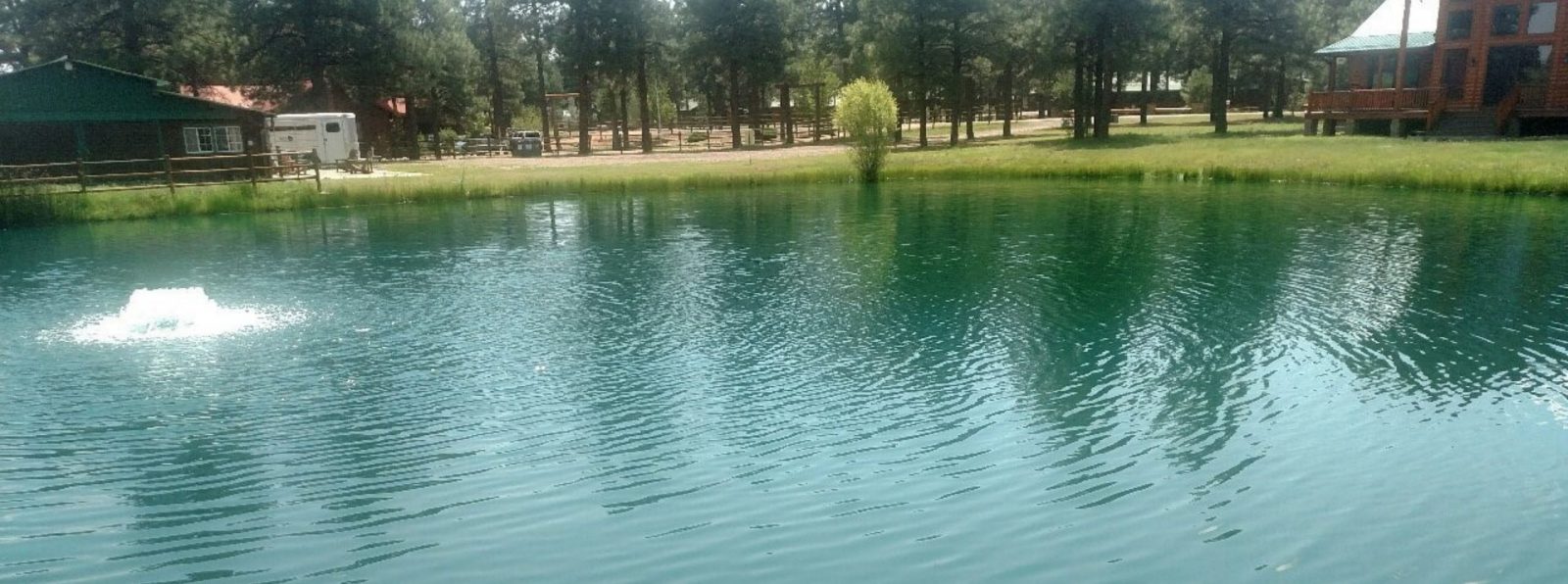 After_Eurasian watermilfoil Treatment - invasive species control