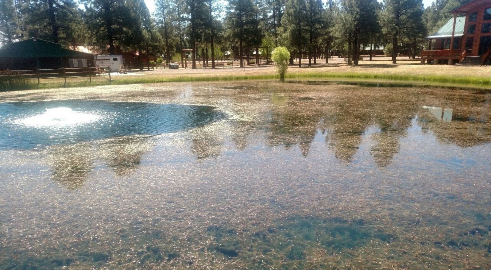 Before_Eurasion watermilfoil Treatment - invasive species control