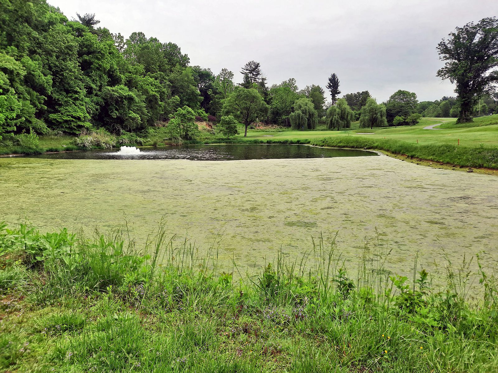 Before_Filamentous Pond Algae Management (1)