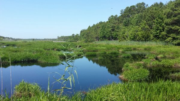 Mechanical harvesting vs. hydro-raking... Which tool is the best fit ...