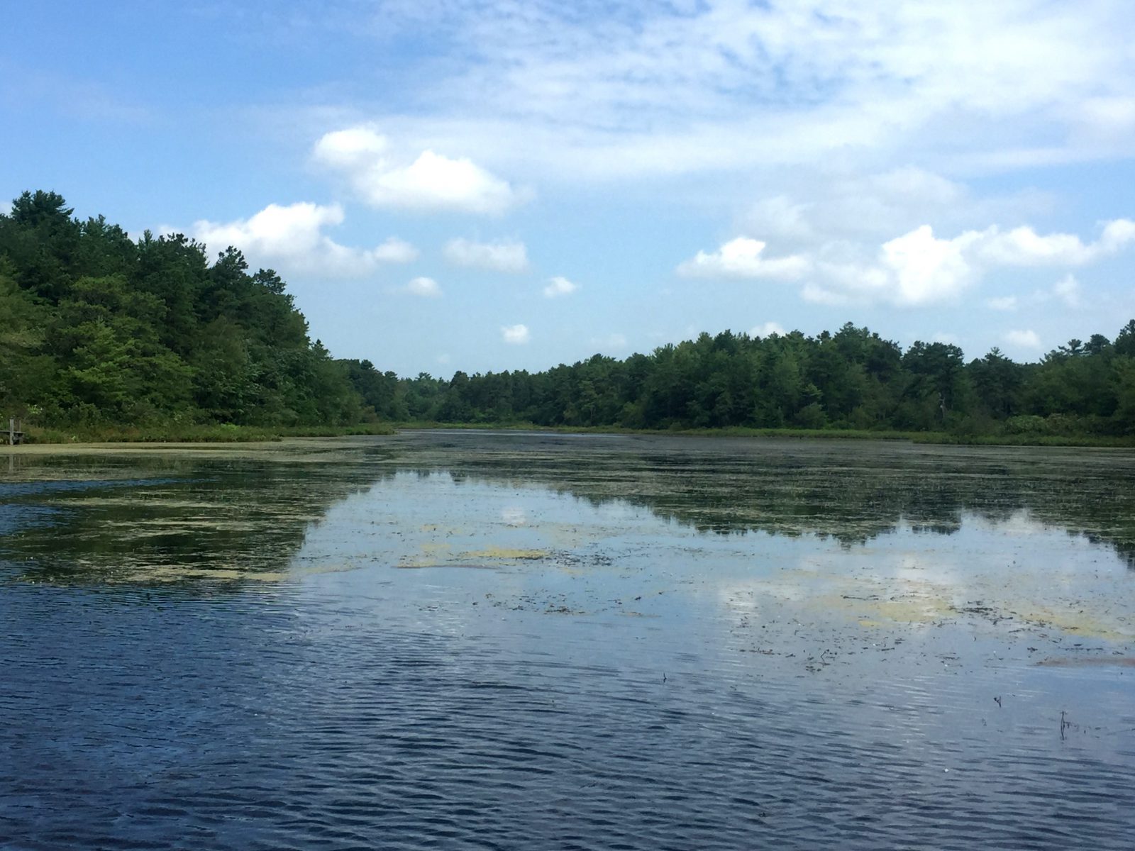 Before_Invasive Aquatic Weed Management (1)