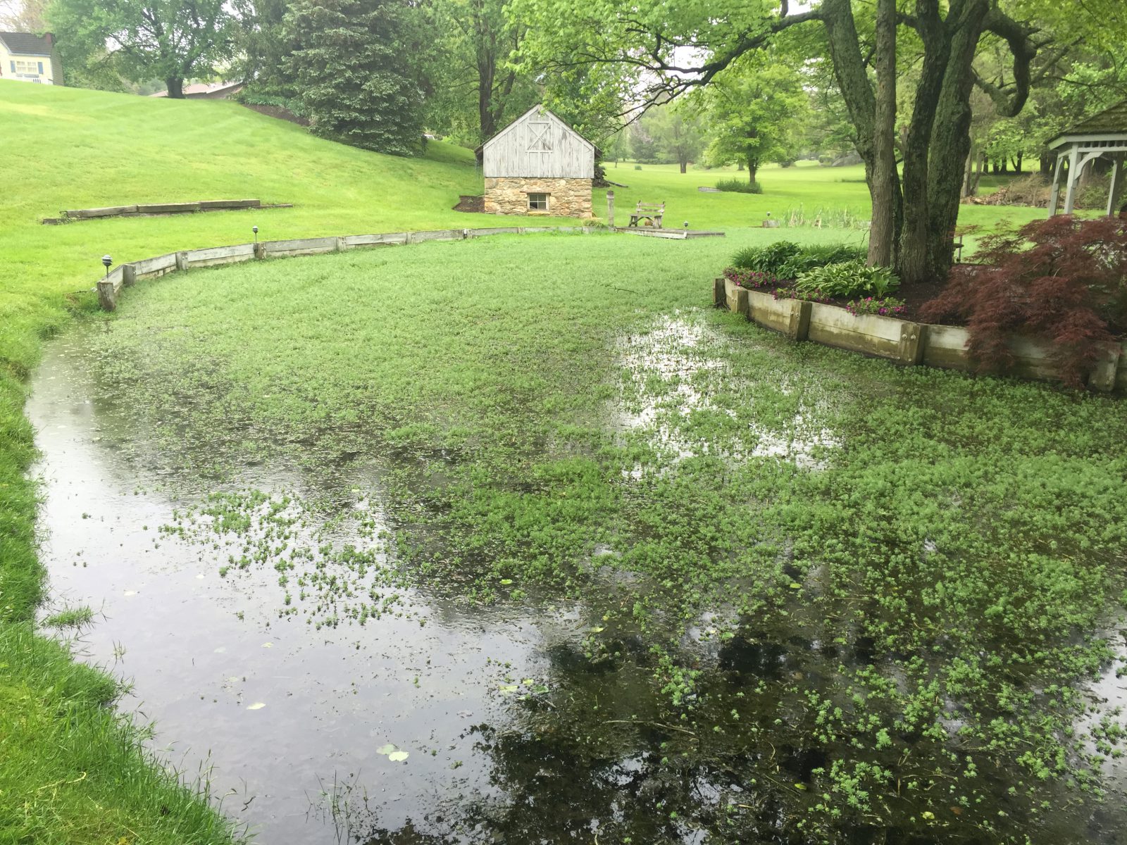Before_Parrotfeather Management invasive aquatic species control and pond weed treatment