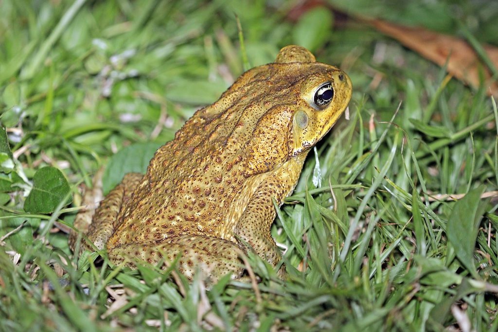 South American cane toads bufo toads - invasive species control - hurricane preparedness - bufo toad