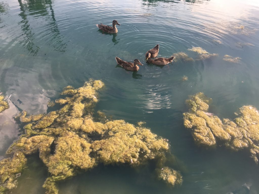 Paragraph 2 - _Murky or cloudy water - cloudy pond water - how to fix - algae control - pond plant removal - dirty pond water