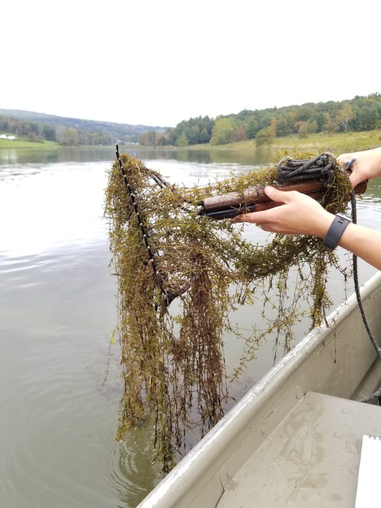 invasive species aquatic weed control hurricane preparedness