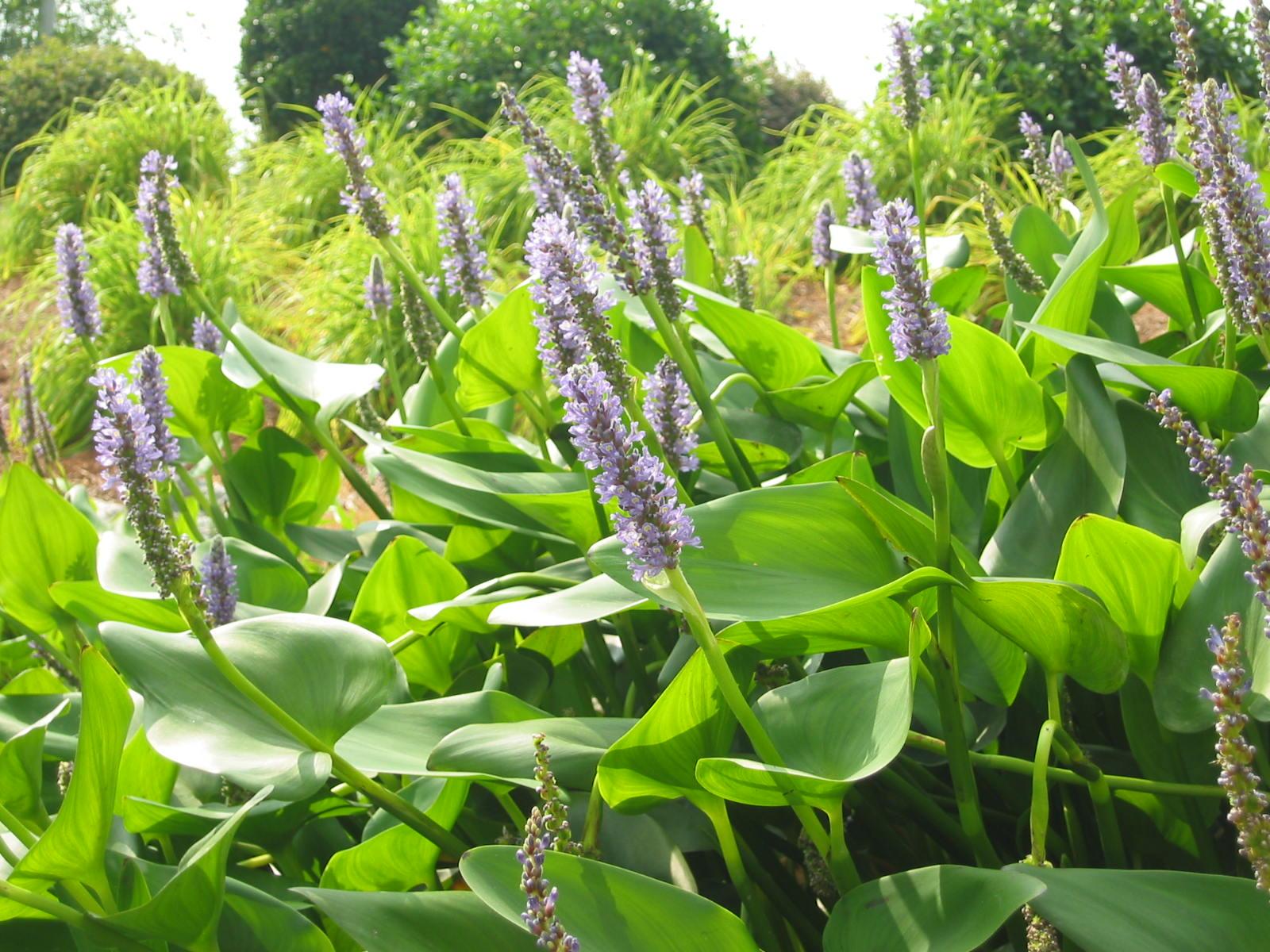 Pickerelweed Florida Plants