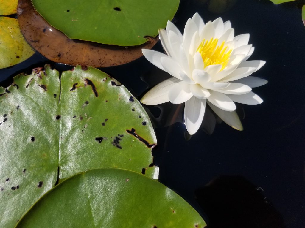 White waterlily Florida Plants