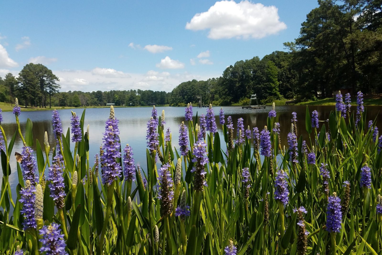 total lake management journey scenic - lake and pond management