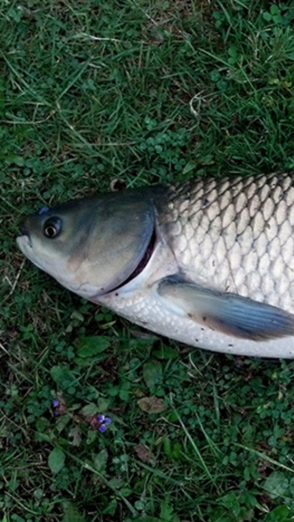 triplod grass carp vertical invasive species fisheries management hurricane preparedness