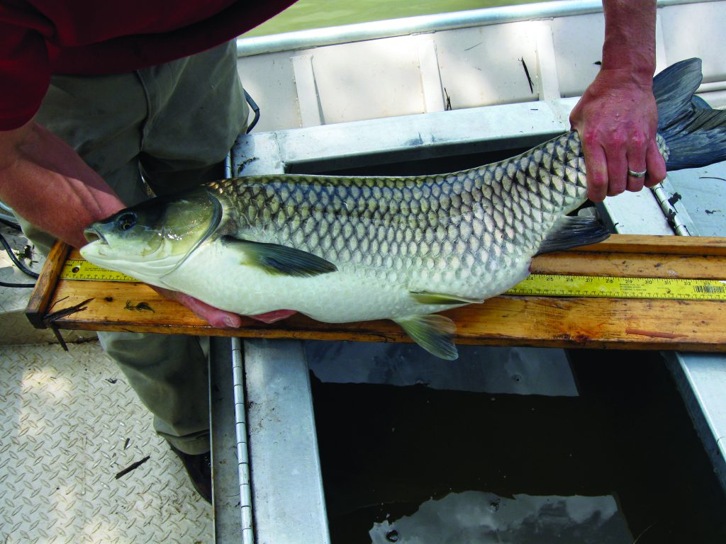 triploid grass carp invasive species fisheries management measuring fish collecting fish data