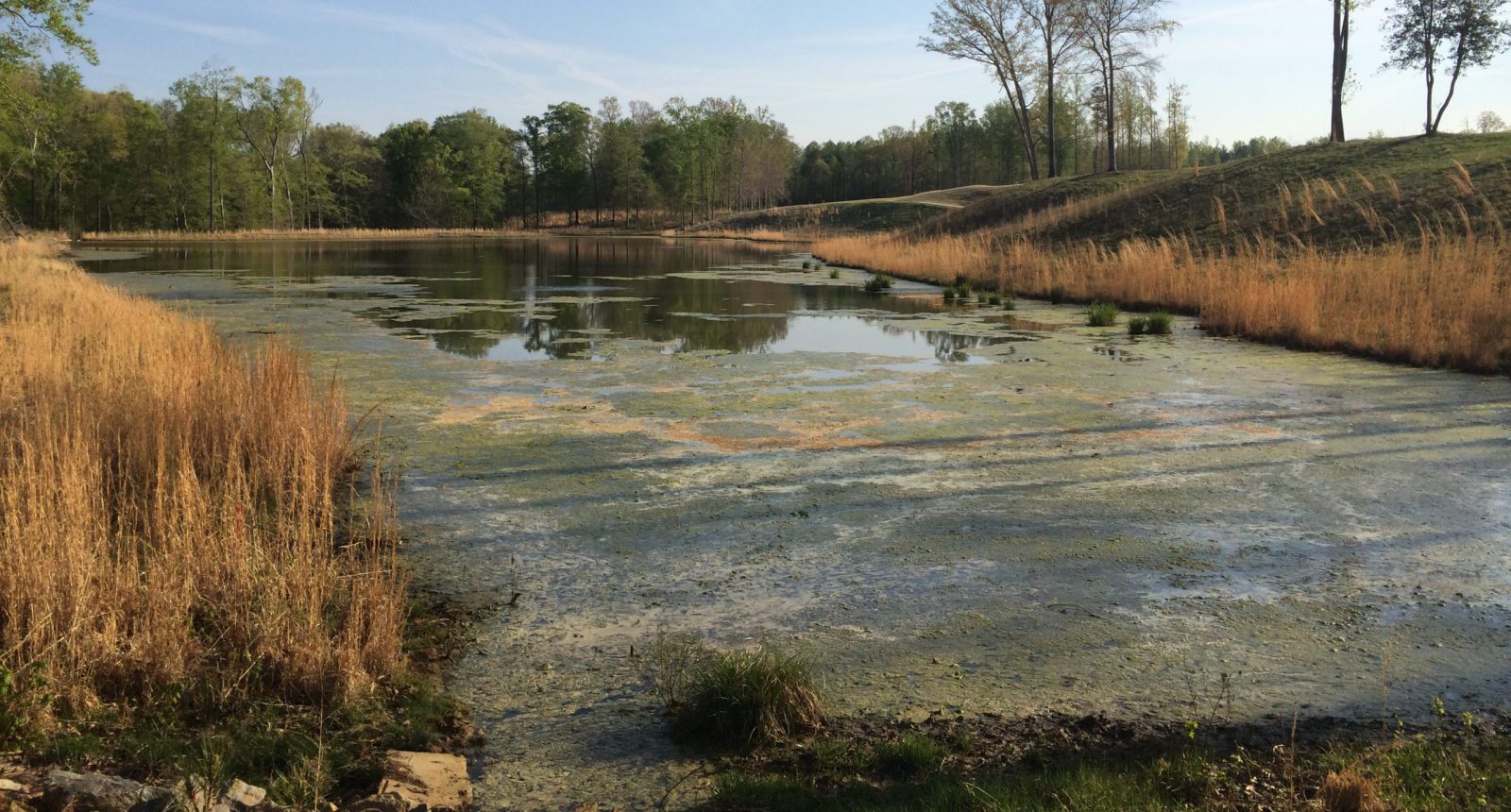 ViniterraGolfCourseWinery_Before_AlgaeTreatment_NewKentVA_BrentW_09.14