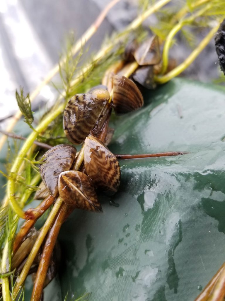 Zebra-Mussels