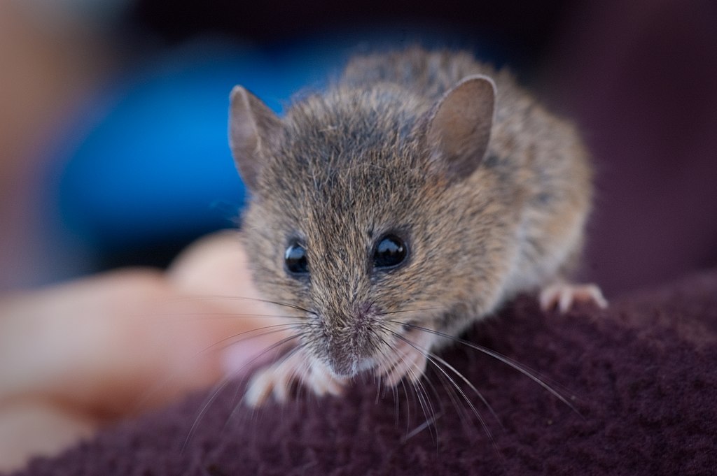 1024px-Salt_marsh_harvest_mouse_wetland management