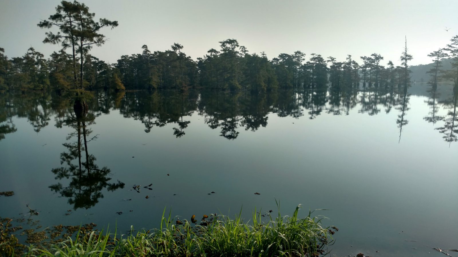 After 2 - Invasive Plant Removal In A Large Lake in Lousiana - LA - case study