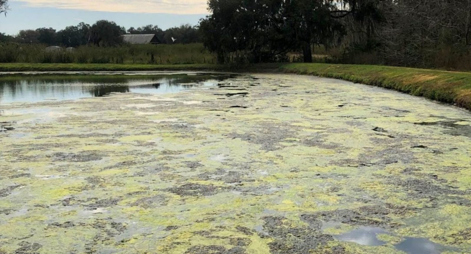 Aquatic-Weed-Algae-Control-before-scaled