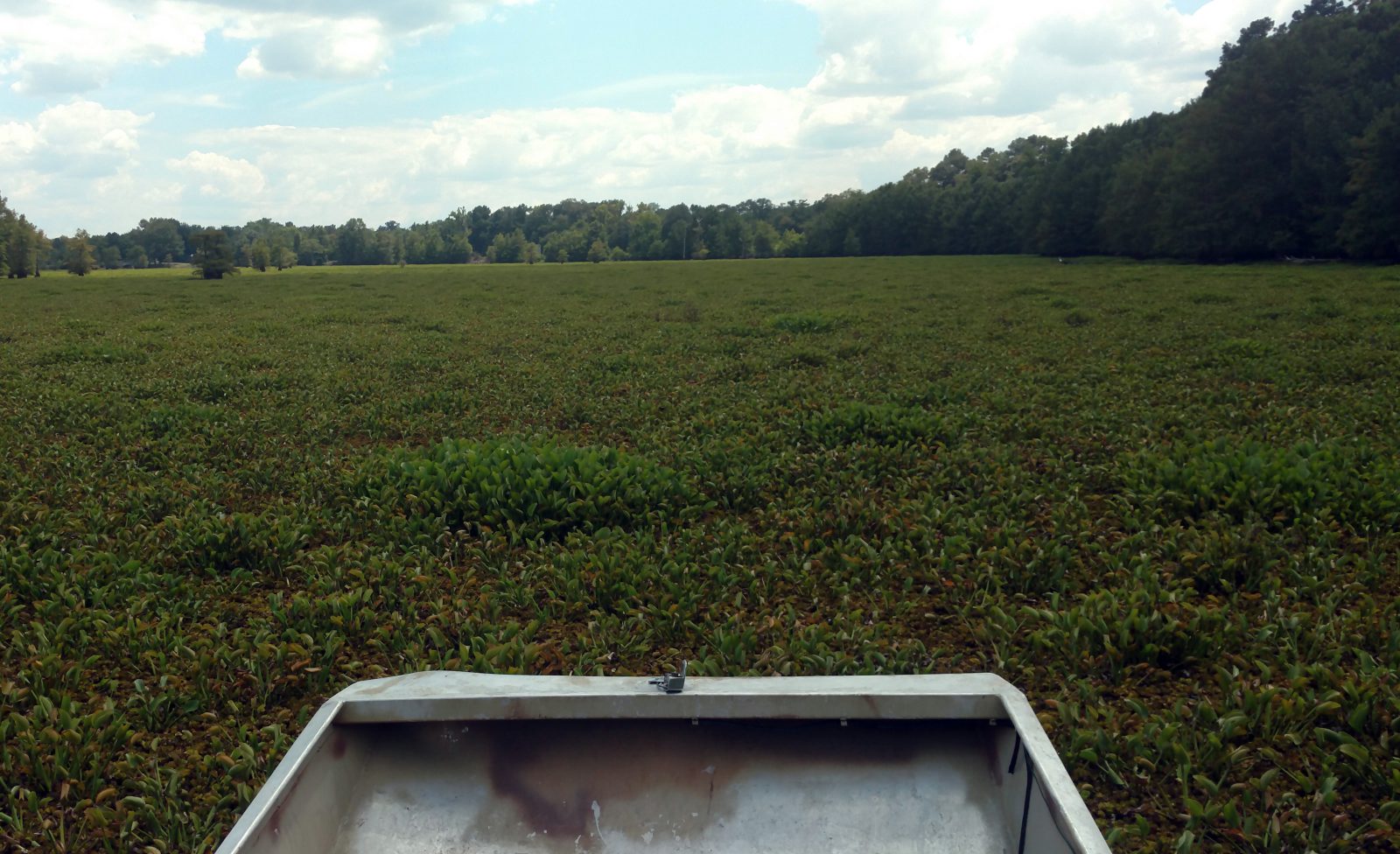 Before 1 - Invasive Plant Removal In A Large Lake in Lousiana - LA - case studyBefore 1 - Invasive Plant Removal In A Large Lake in Lousiana - LA - case study