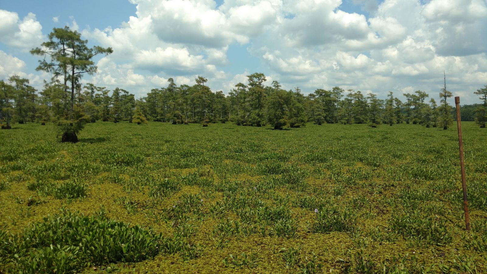Before 2 - Invasive Plant Removal In A Large Lake in Lousiana - LA - case study