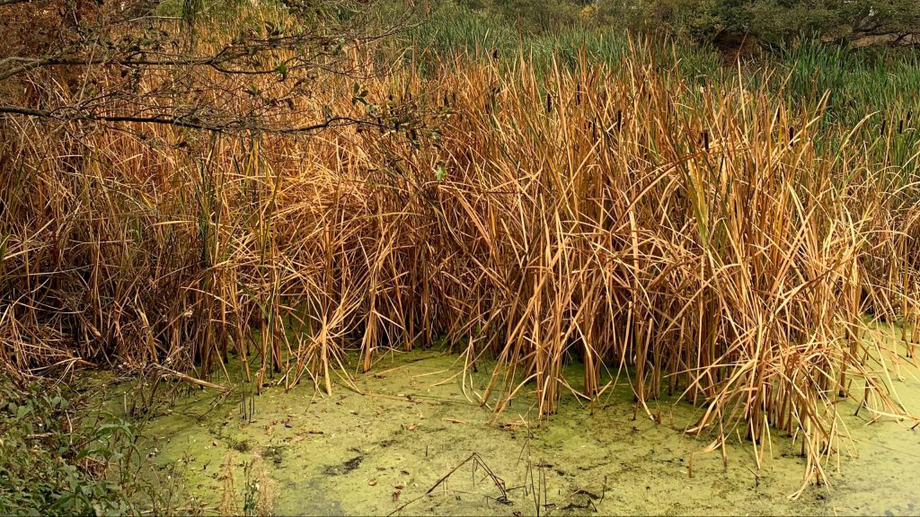 Hydroraking Top 3 Mechanical Solutions Articles For Lake & Pond Restoration