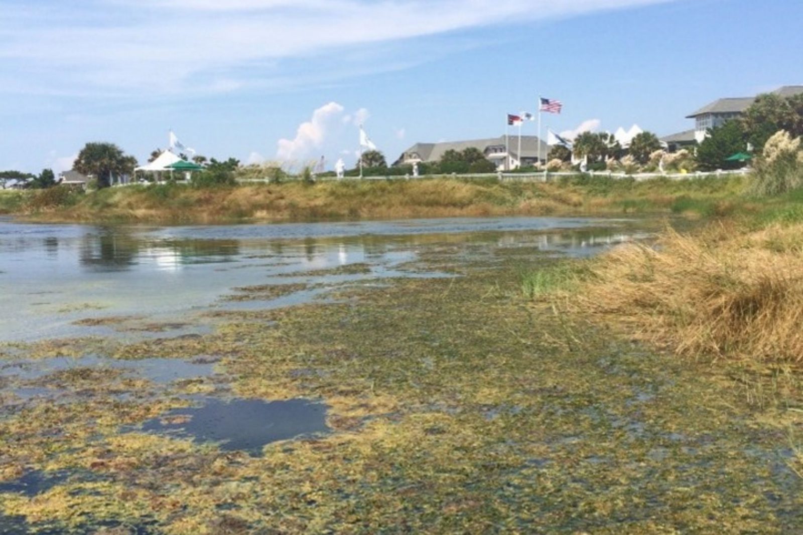 Nuisance Plant Control on Golf Course Bald Head Island NC before 2