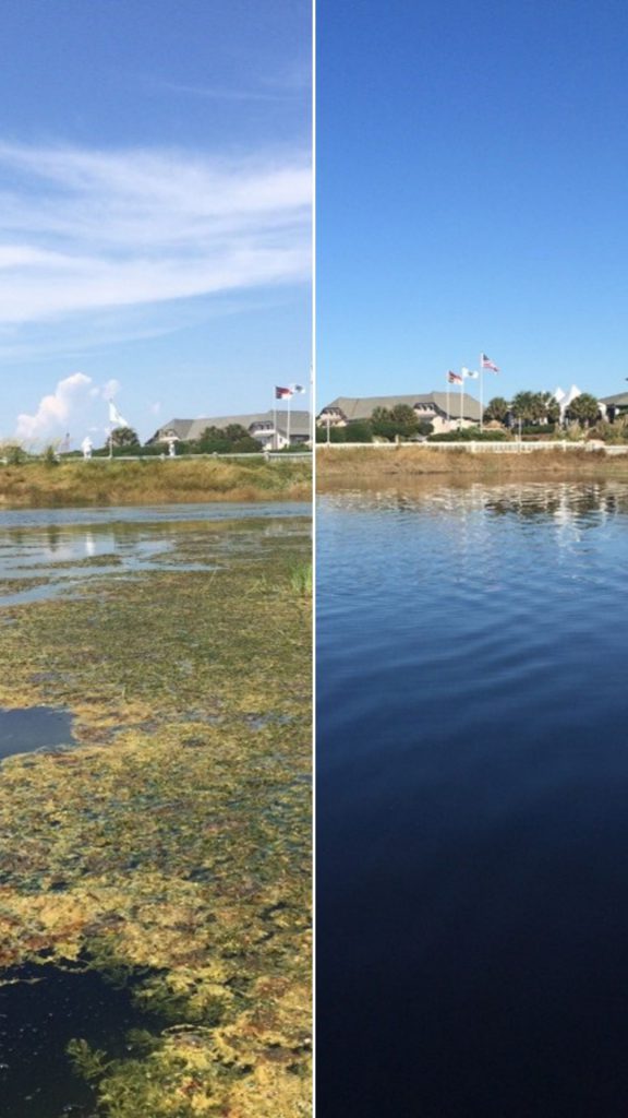 Nuisance Plant Control on Golf Course Bald Head Island NC before and after vertical