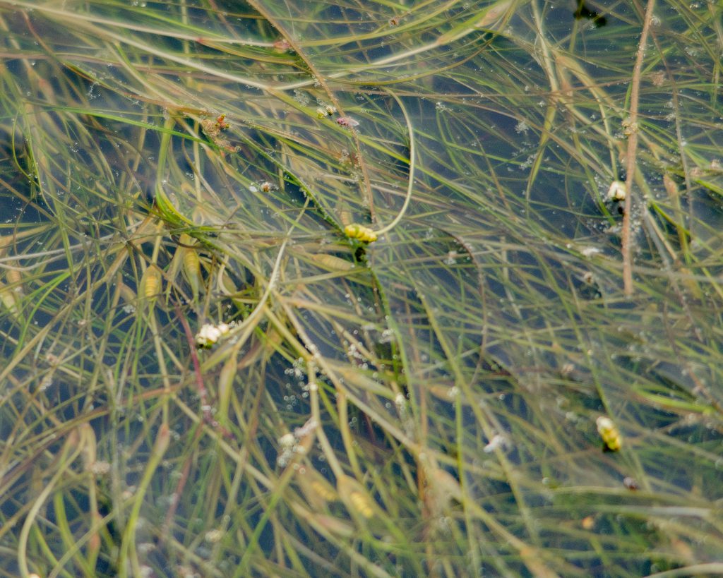 wigeongrass aquatic weed management