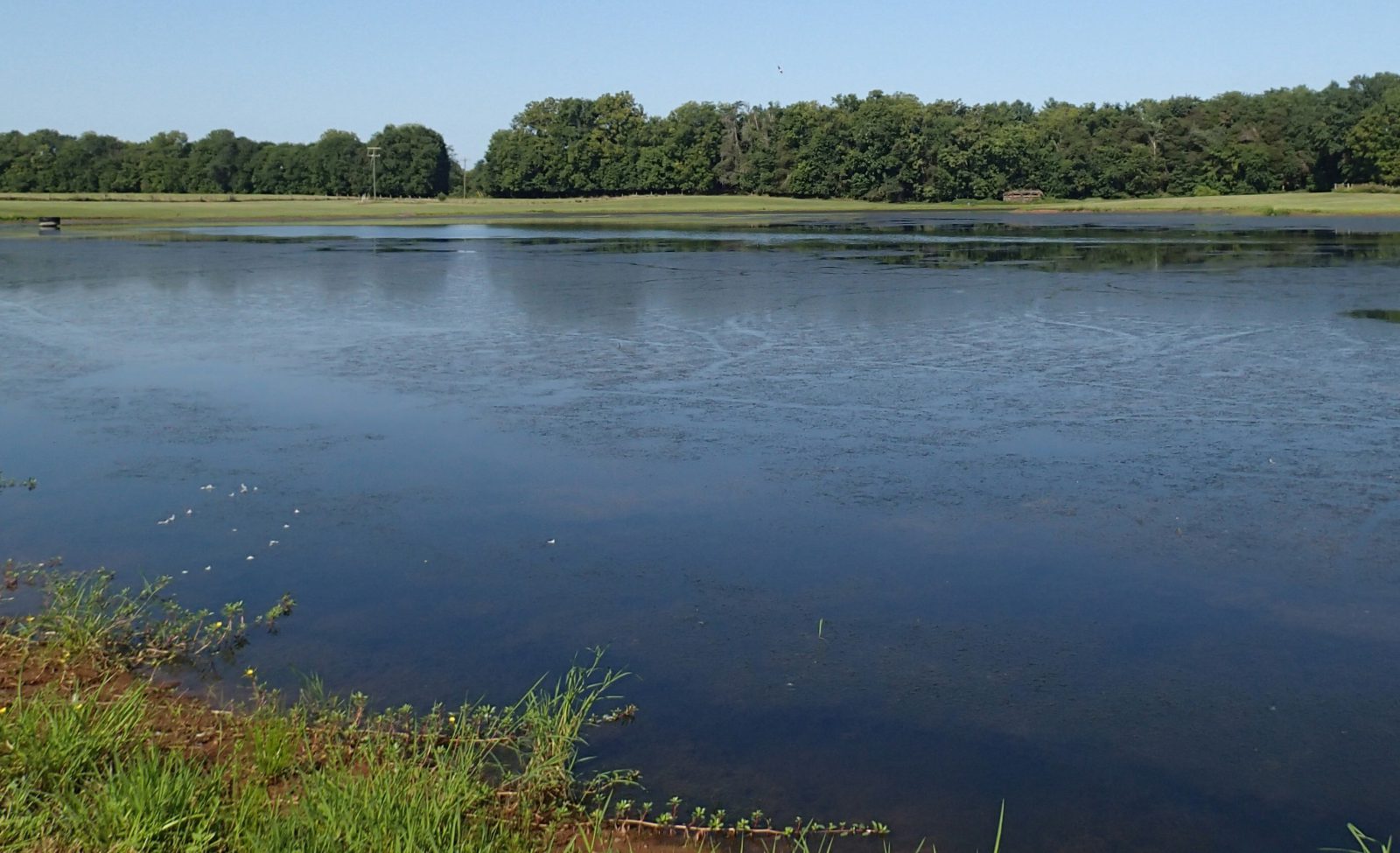 Southern Naiad Removal in Lake - aquatic weed and algae Control Case Study - Before