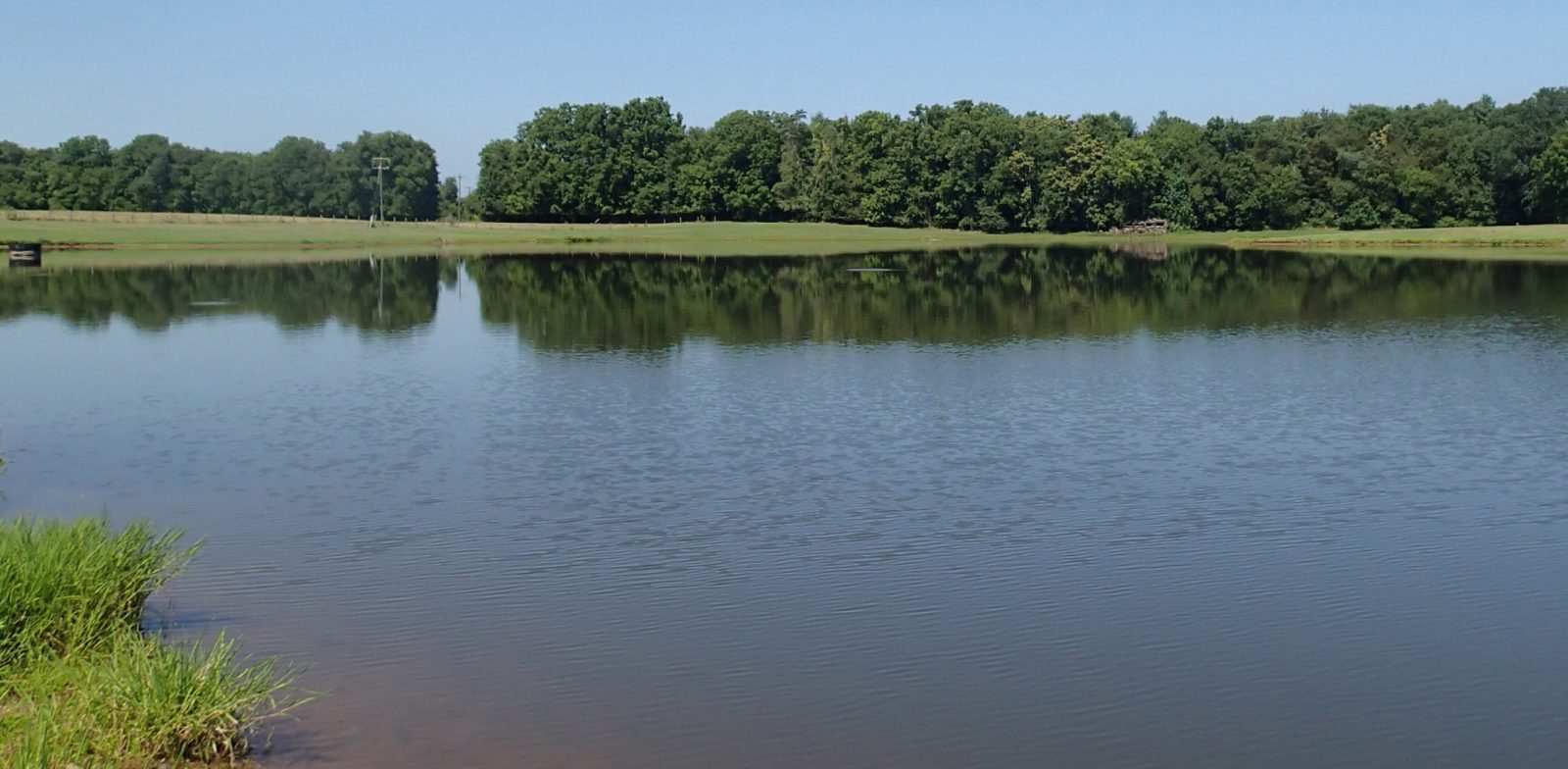 Southern Naiad Removal in Lake - aquatic weed and algae Control Case Study - Before