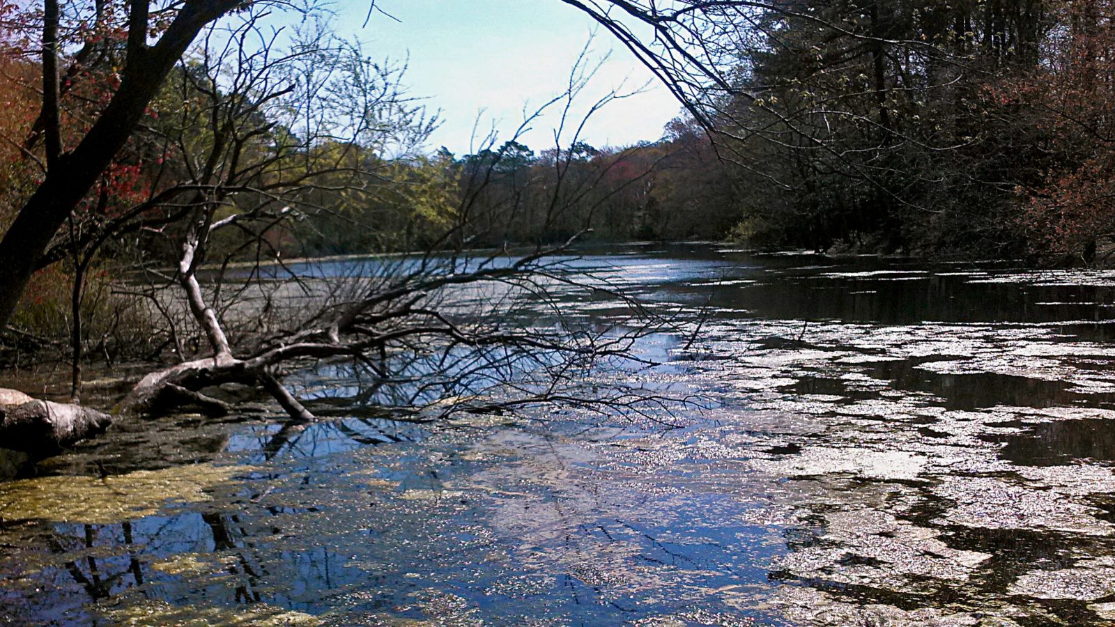 algae control - nutrient remediation - north region - mid-atlantic-southeast - new england - before