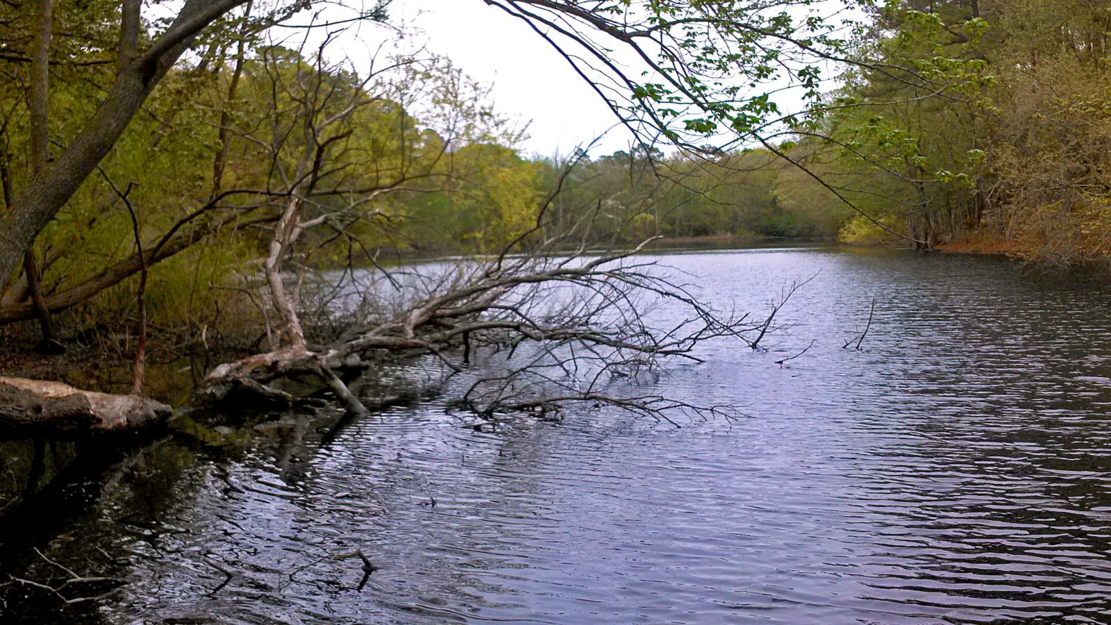 algae control - nutrient remediation - north region - mid-atlantic-southeast - new england - water quality - after