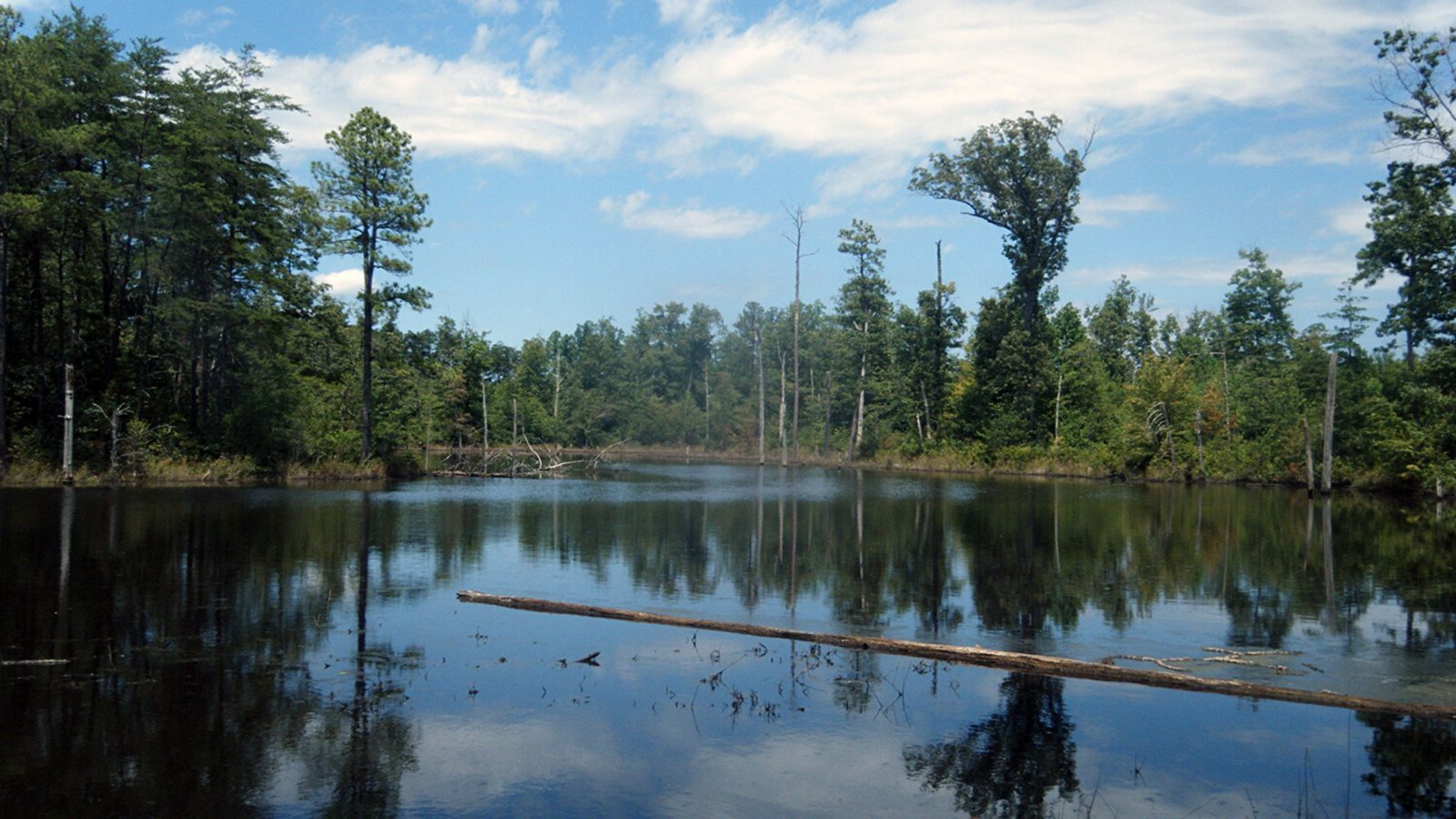 aquatic weed control - wetland invasive weeds - algae and aquatic weed control - hydro-raking - mechanical harvesting water quality - after 1