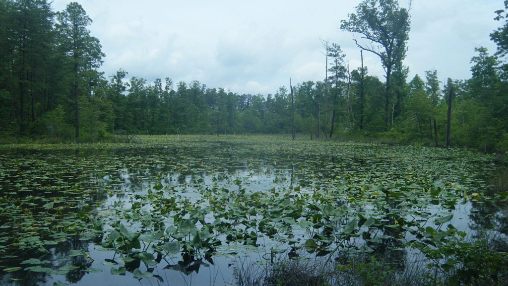 aquatic weed control - wetland invasive weeds - algae and aquatic weed control - hydro-raking - mechanical harvesting - water quality - before 1