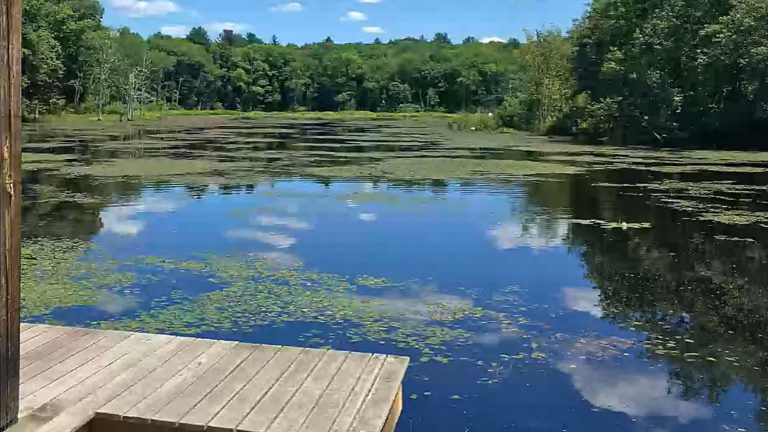 aquatic weed control - wetland invasive weeds - algae and aquatic weed control - hydro-raking - mechanical harvesting - water quality - before 2
