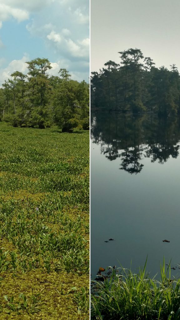 vertical - Invasive Plant Removal In A Large Lake in Louisiana - LA - case study