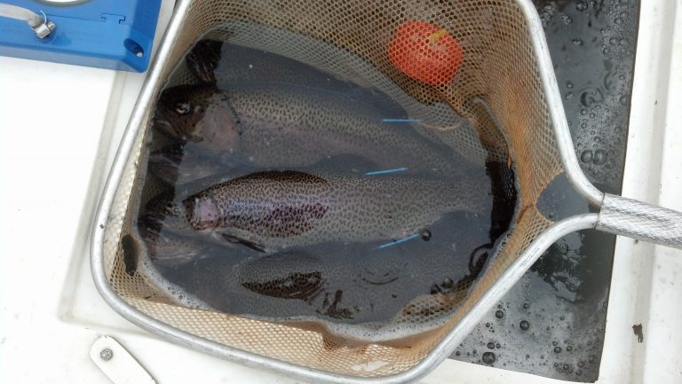 Stock Fish Ponds with Rainbow Trout (1)