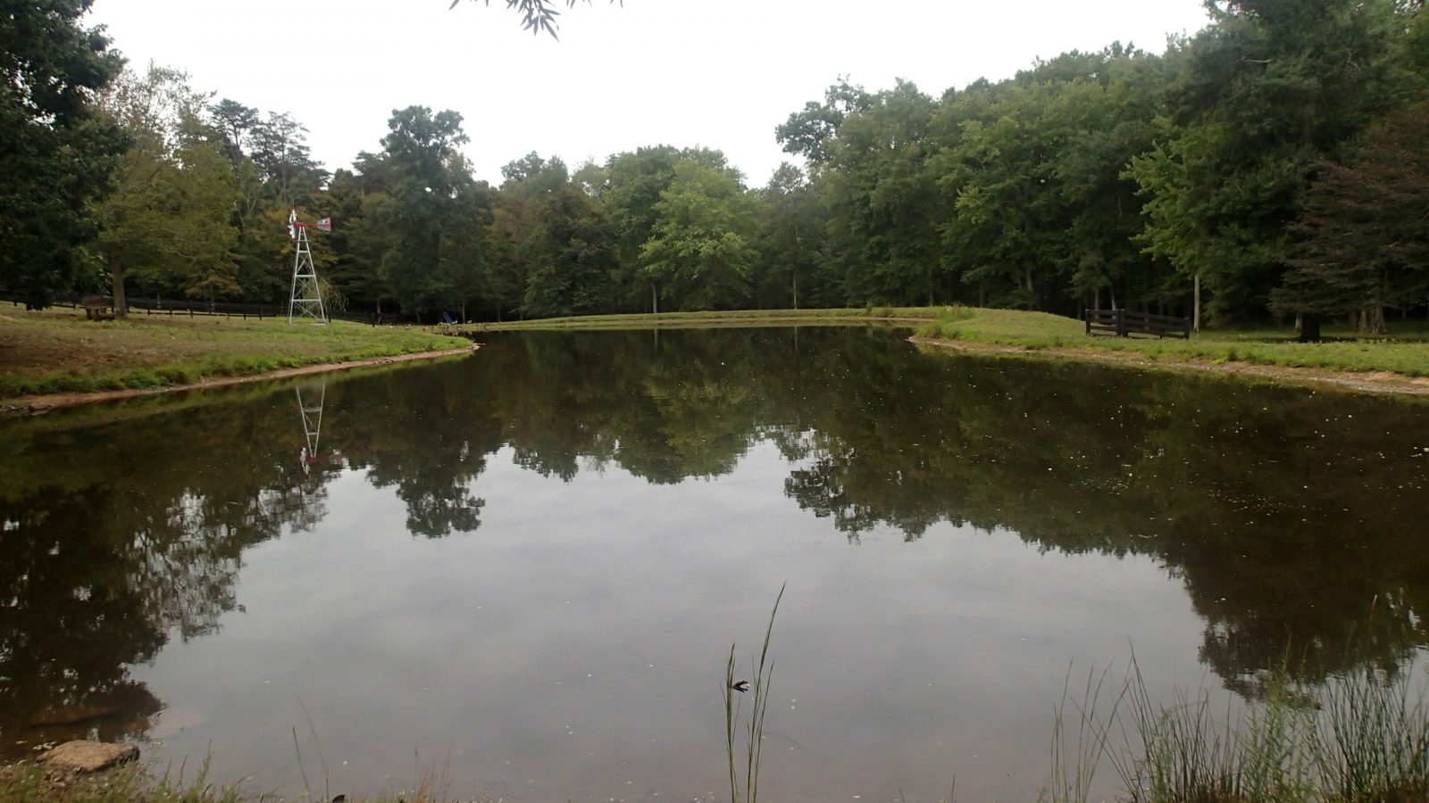 algae treatment and spraying herbicide - balancing water quality - balancing pond nutrients - after