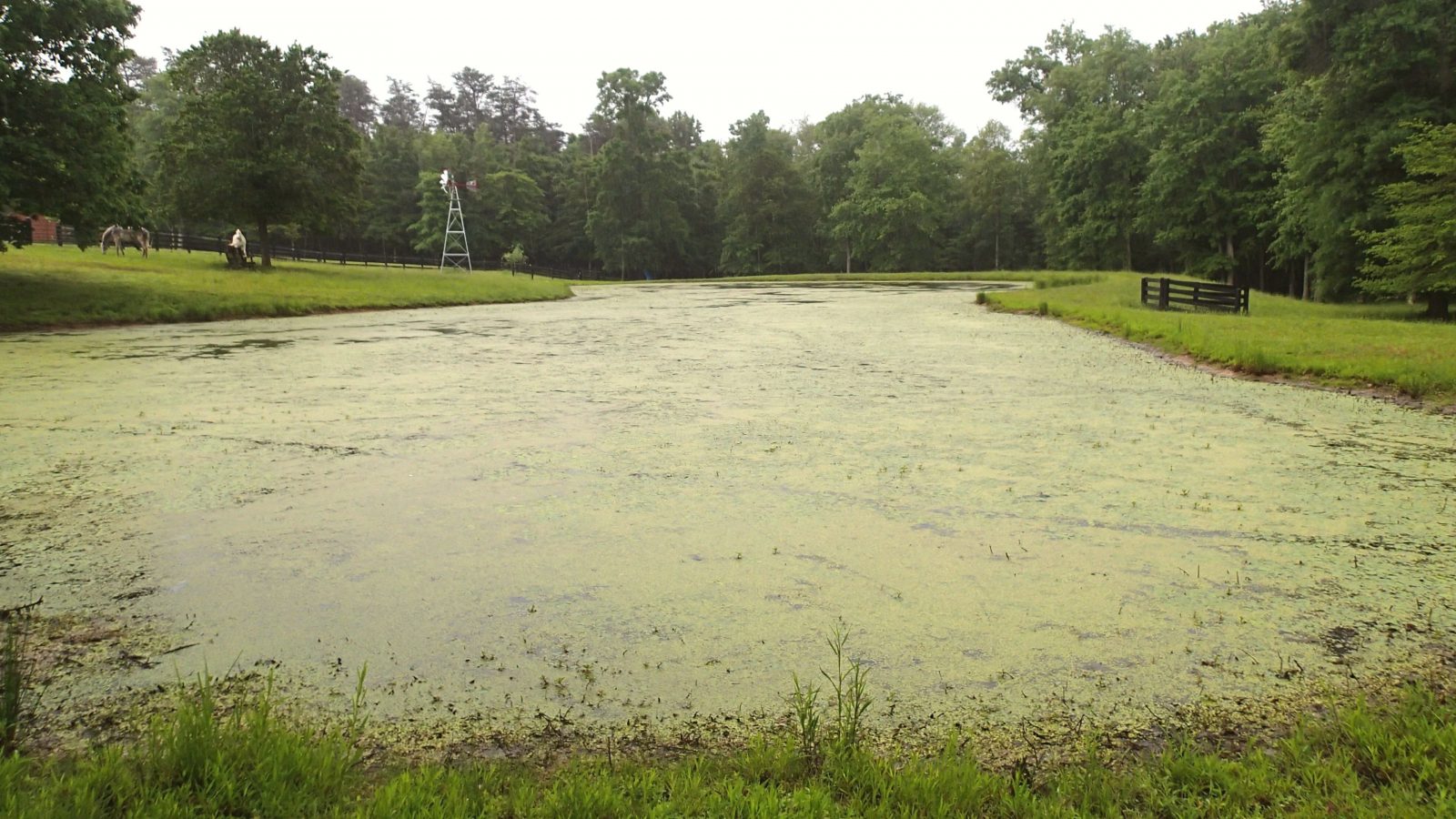 algae treatment and spraying herbicide - balancing water quality - balancing pond nutrients - after (2)